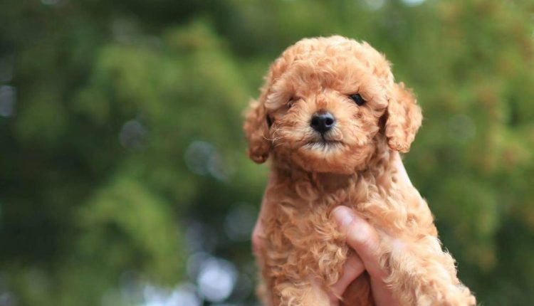 ddhpoodletoyizmir.com1